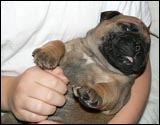 Puppies 1-3 weeks - Pennut 1-3 viikkoa